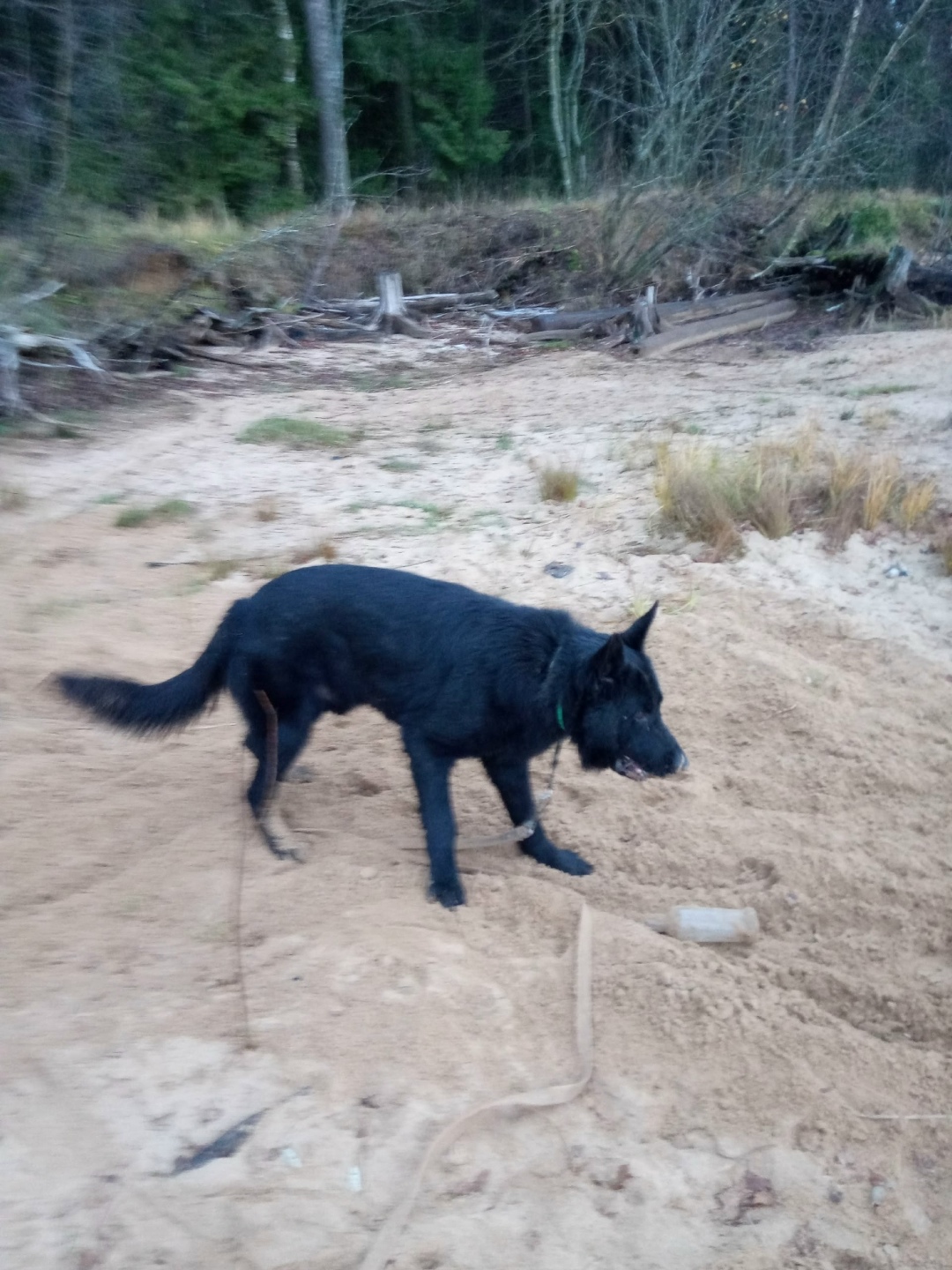 Пропала собака в Череповце — фото объявления