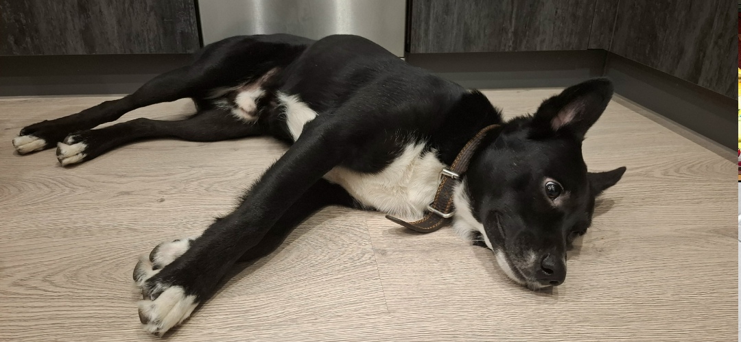 Найдена собака в Череповце — фото объявления