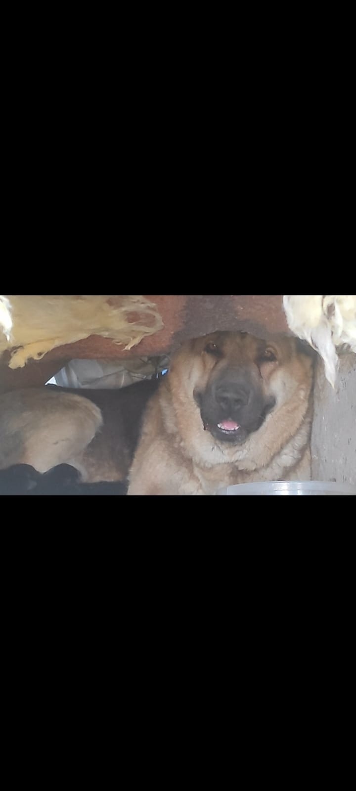 Пропала собака в Череповце — фото объявления