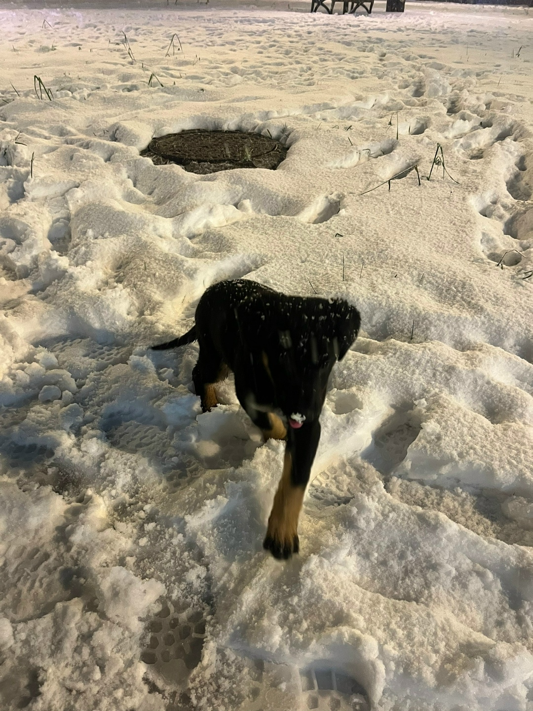 Найдена собака в Череповце — фото объявления