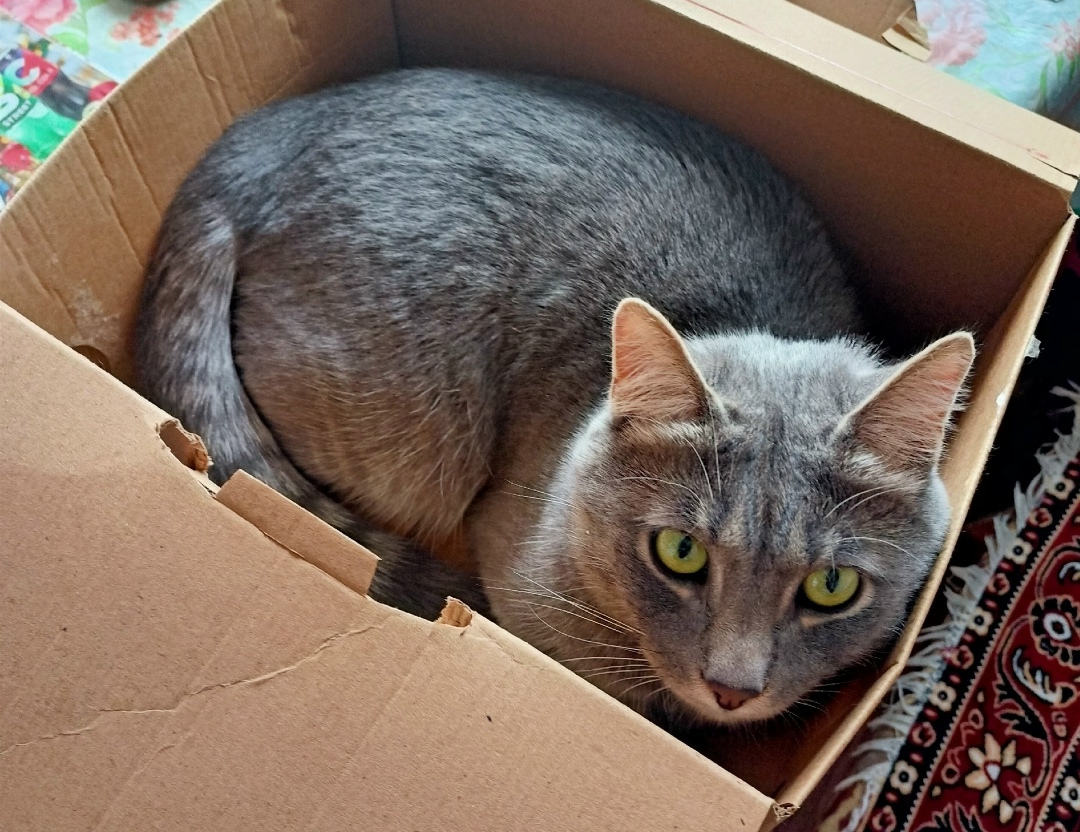 Пропала кошка в Череповце — фото объявления