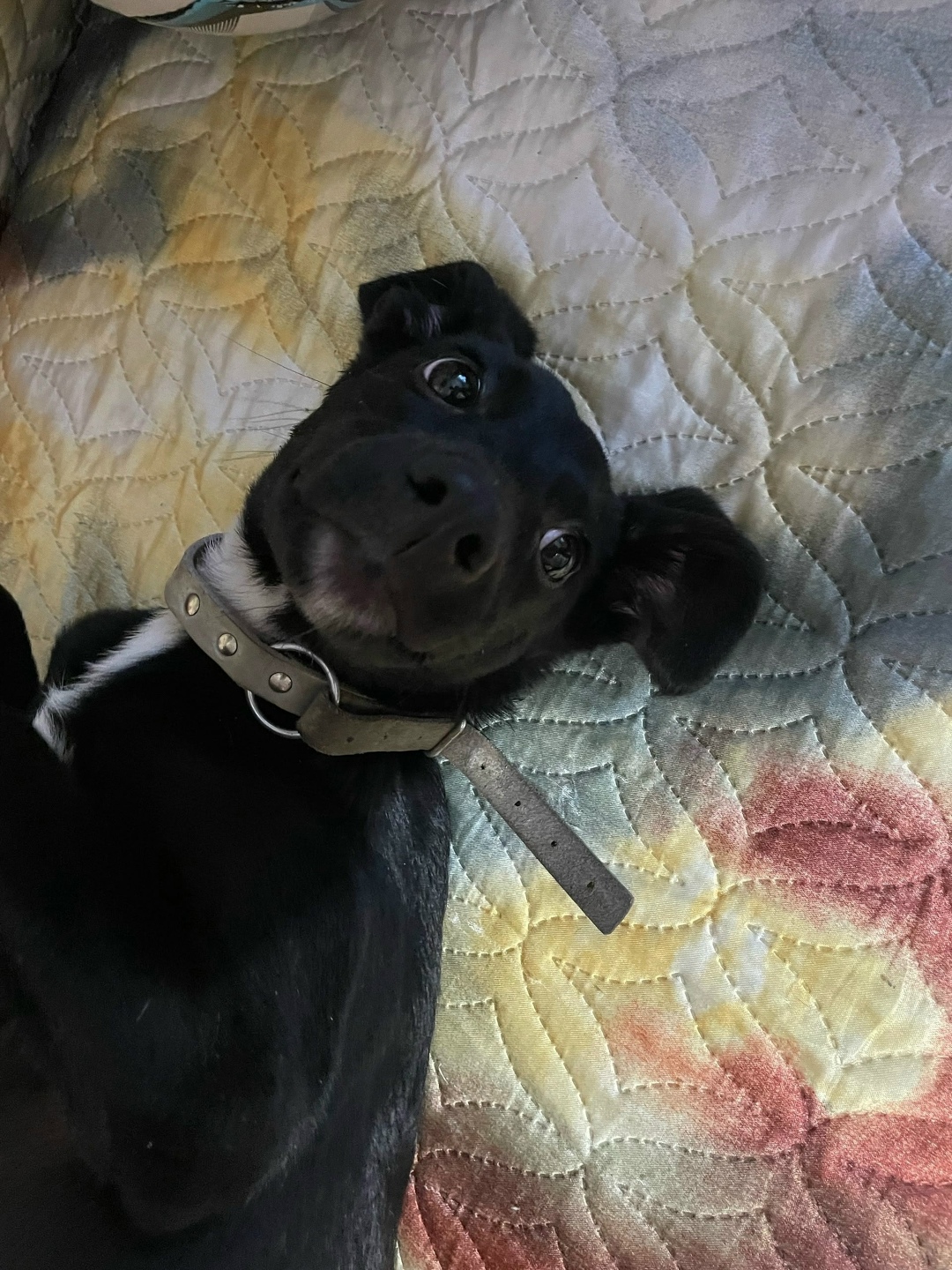 Найдена собака в Череповце — фото объявления