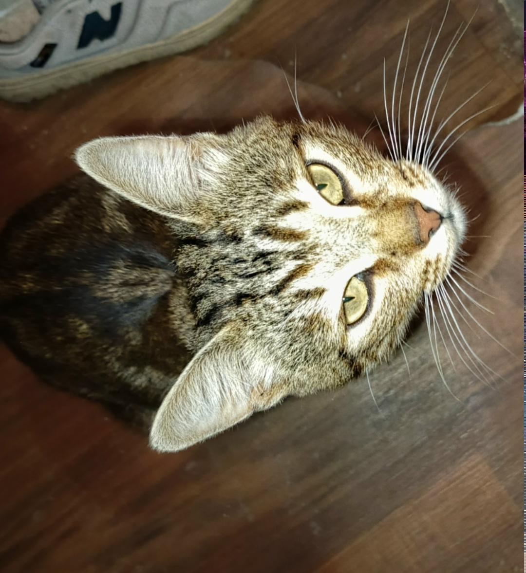 Пропала кошка в Череповце — фото объявления