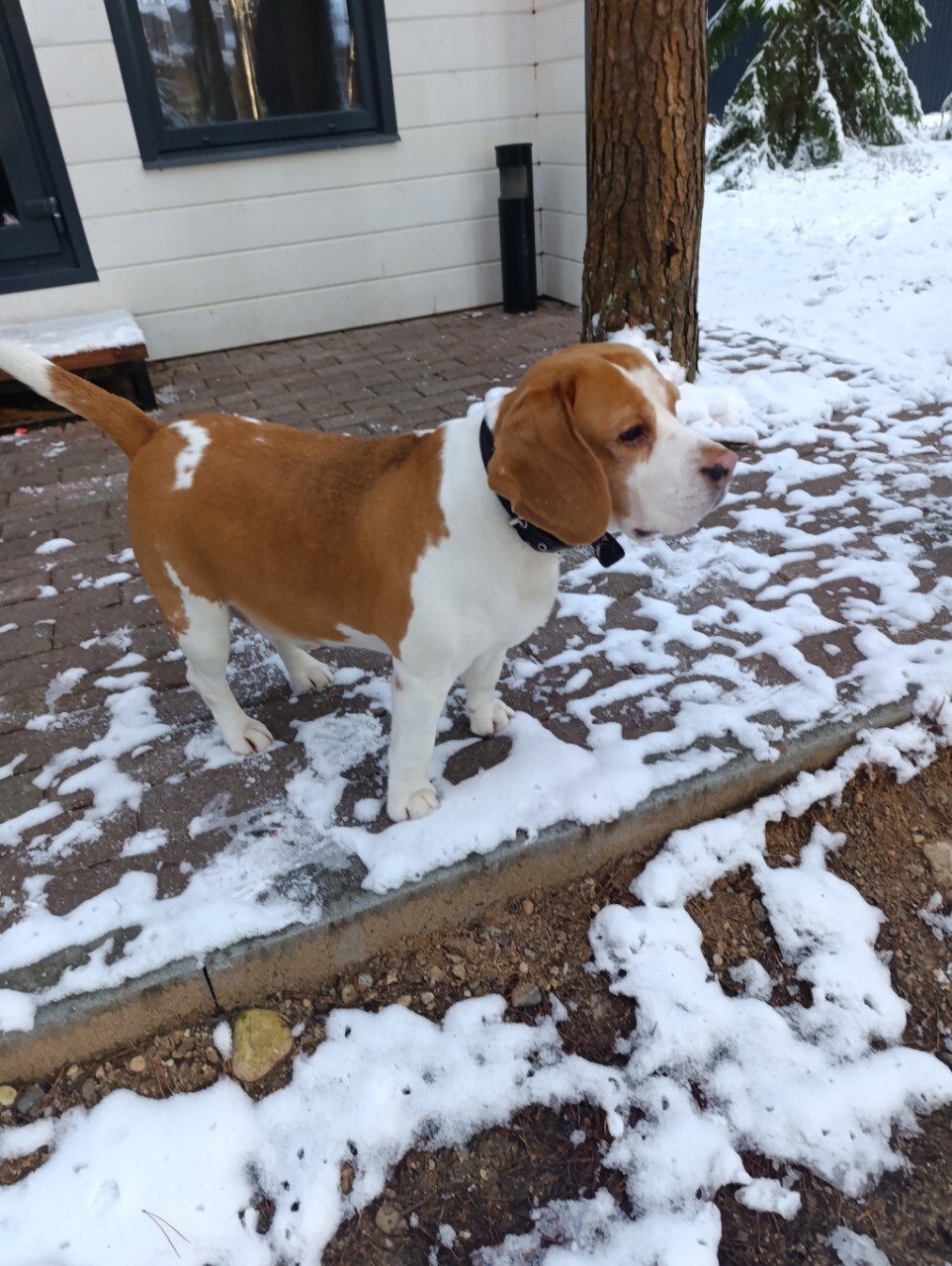 Пропала собака в Череповце — фото объявления