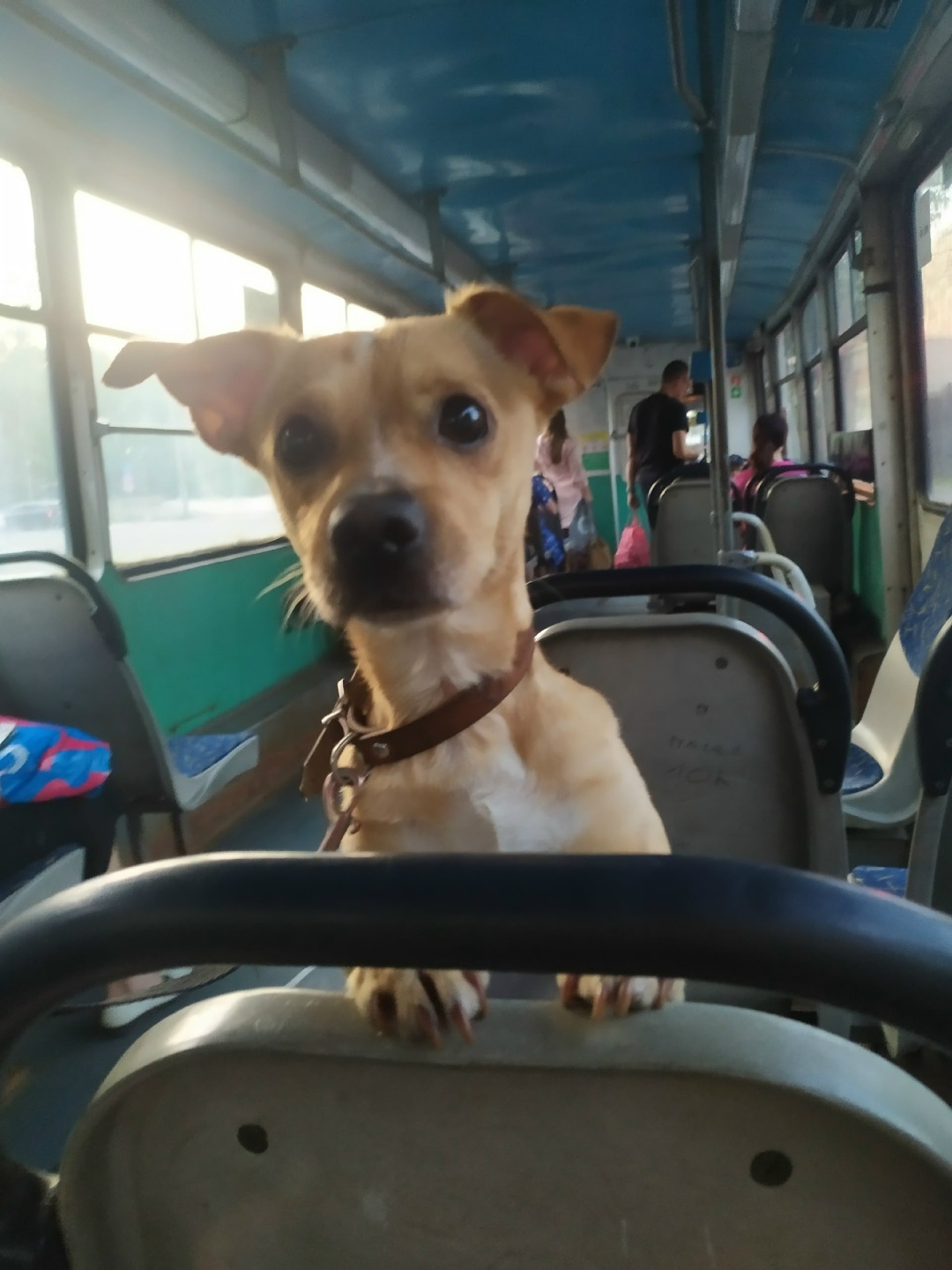 Пропала собака в Череповце — фото объявления