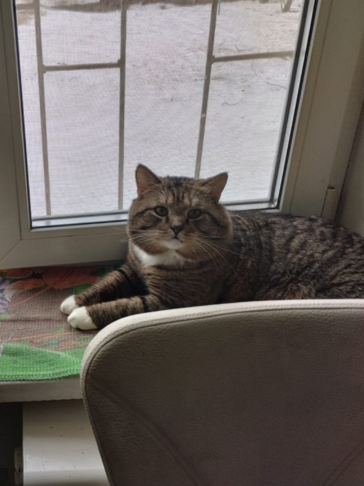 Пропала кошка в Череповце — фото объявления