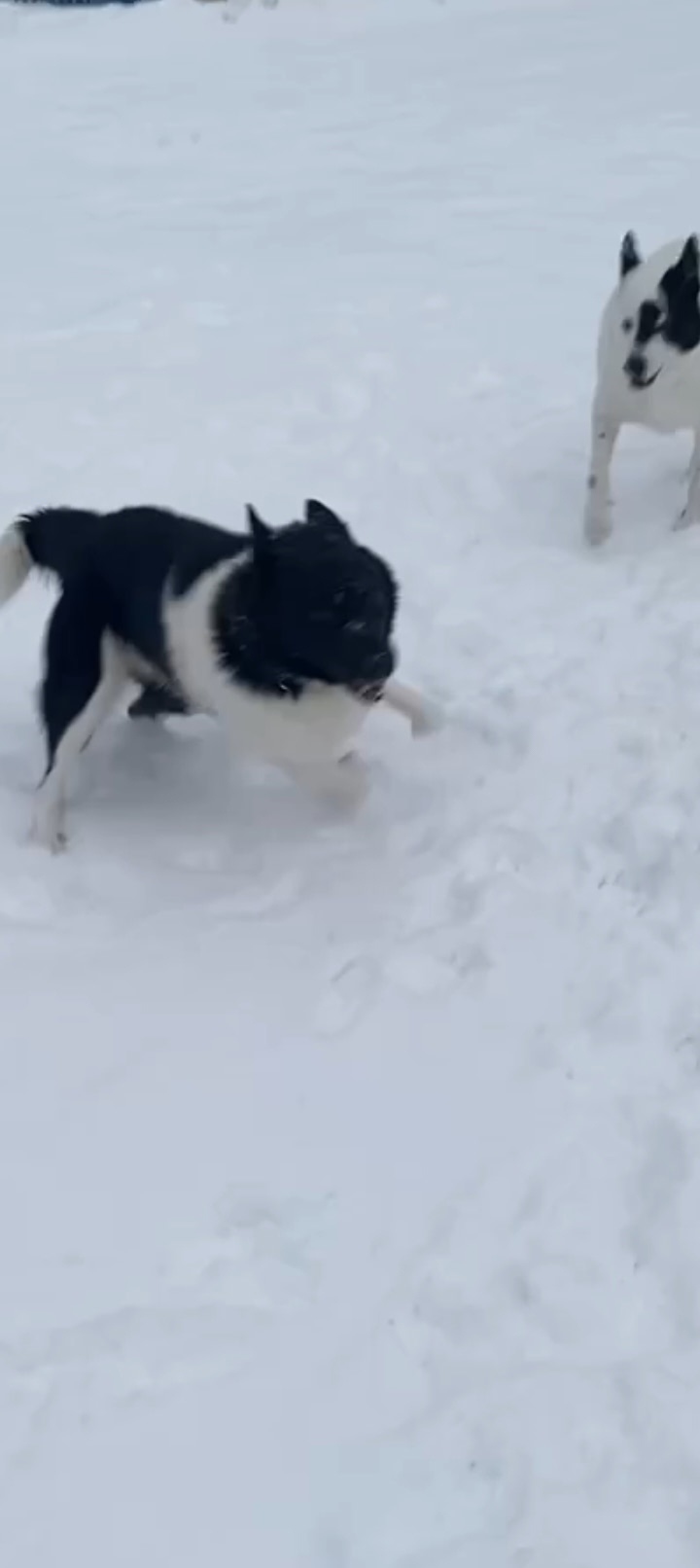 Пропала собака в Череповце — фото объявления