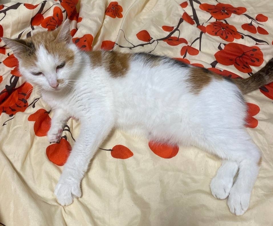 Пропала кошка в Череповце — фото объявления