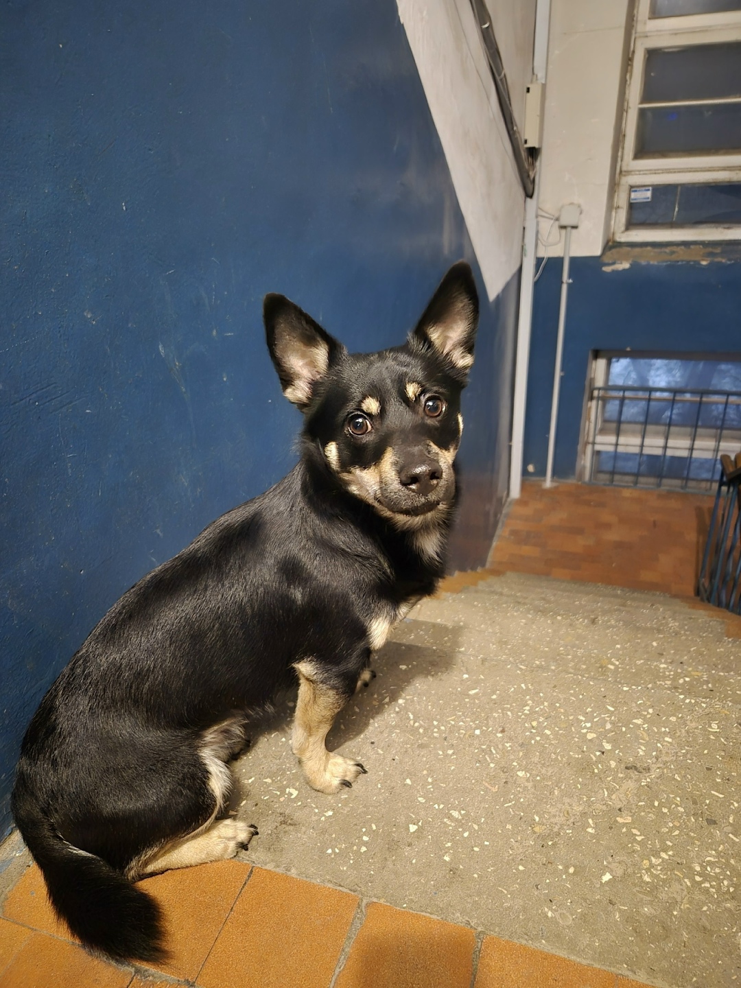 Пропала собака в Череповце — фото объявления