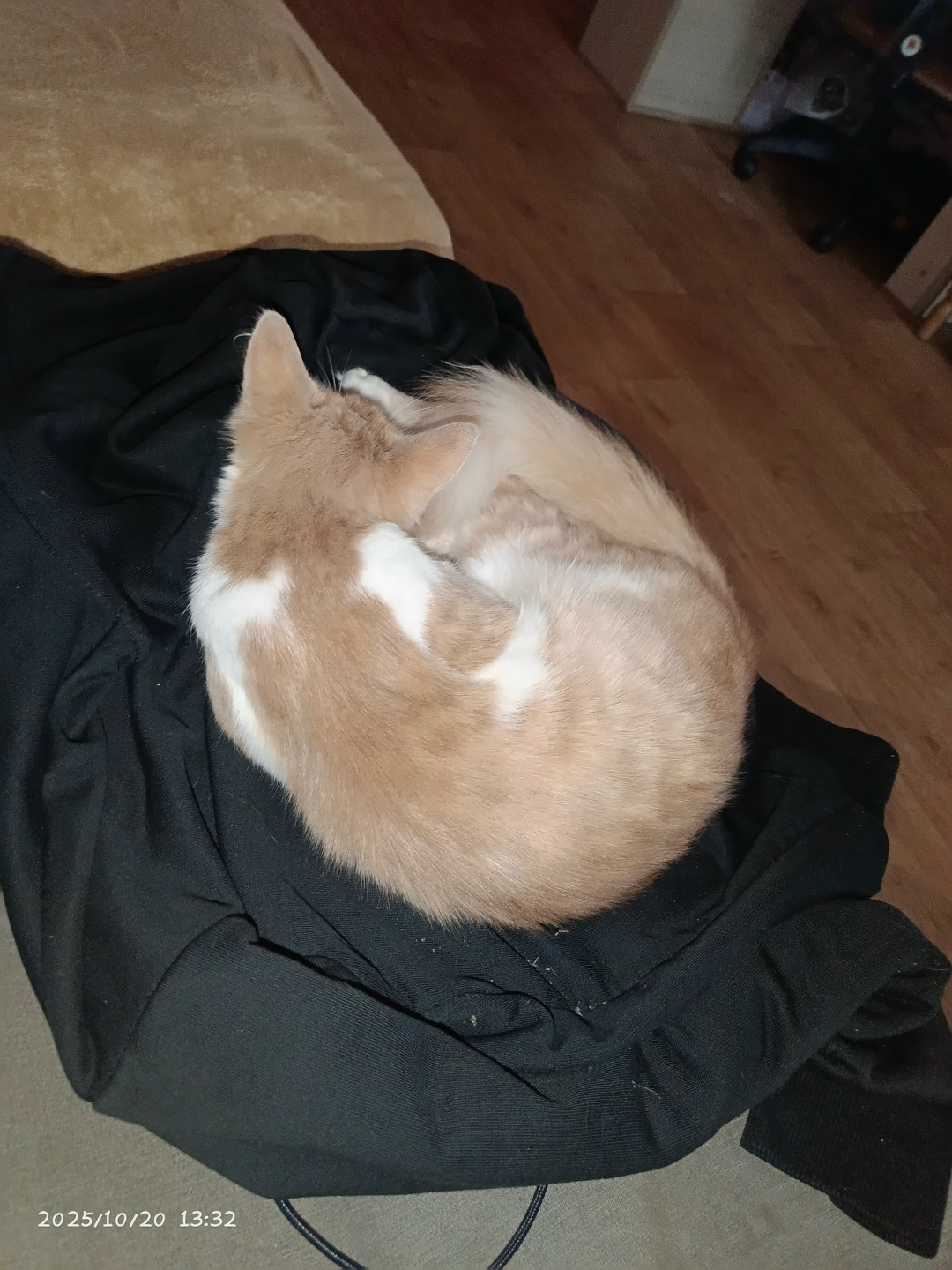 Пропала кошка в Череповце — фото объявления