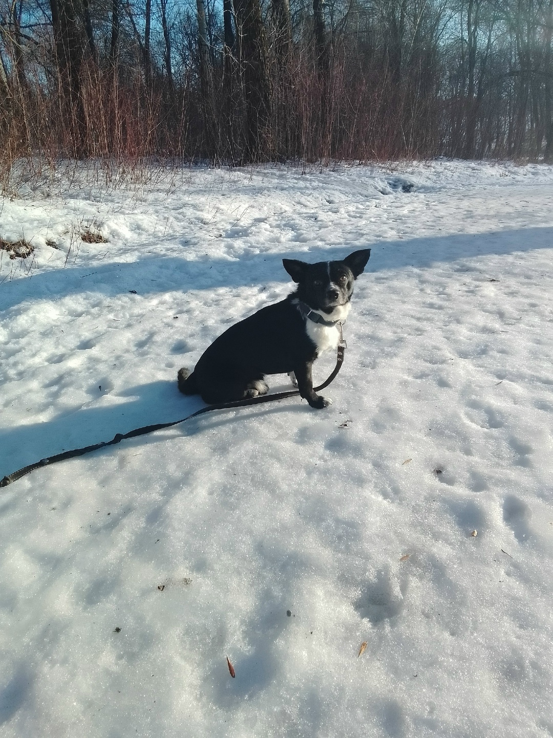 Пропала собака в Череповце — фото объявления