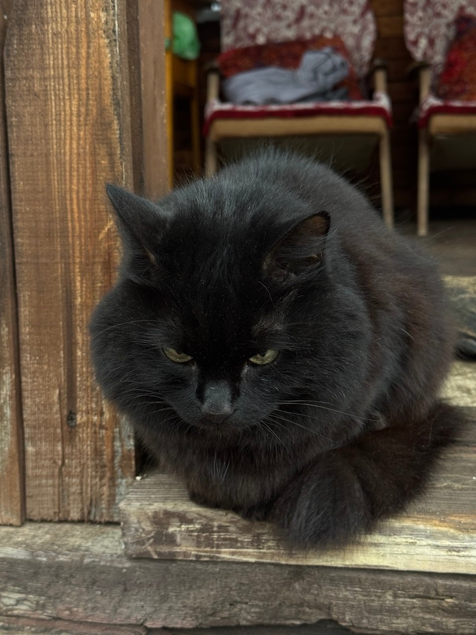 Пропала кошка в Нижнем Тагиле — фото объявления