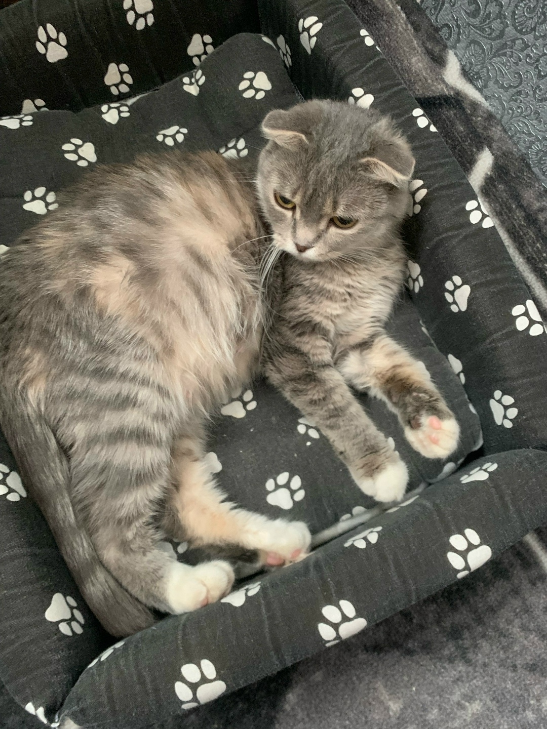 Найдена собака в Нижнем Тагиле — фото объявления