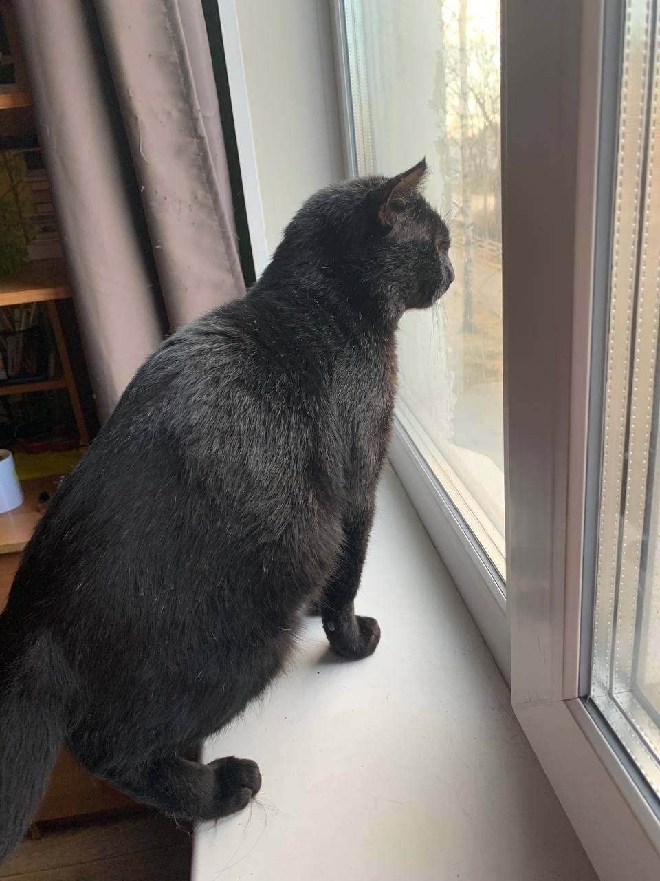 Найдена кошка в Нижнем Тагиле — фото объявления