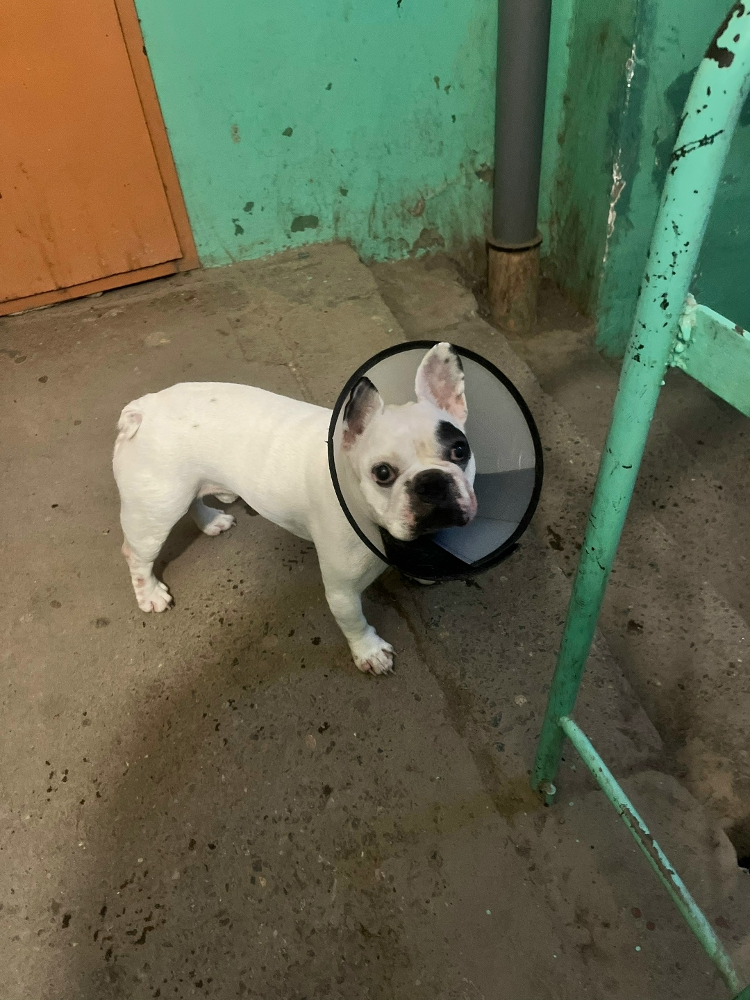 Найдена собака в Нижнем Тагиле — фото объявления