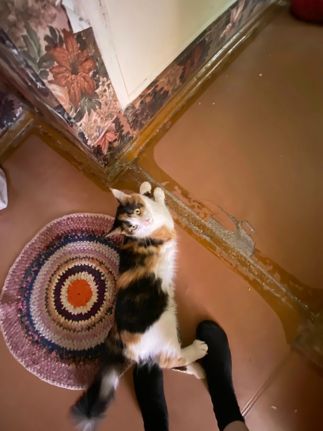 Пропала кошка в Нижнем Тагиле — фото объявления