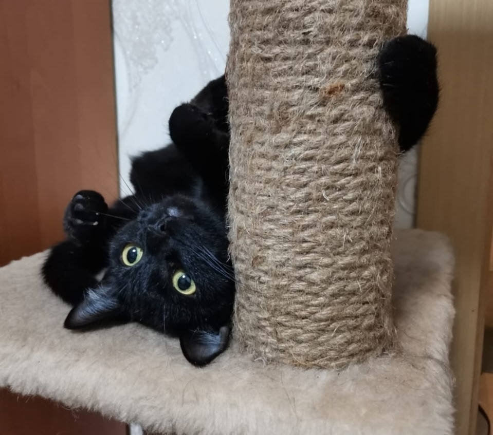 Найдена кошка в Нижнем Тагиле — фото объявления