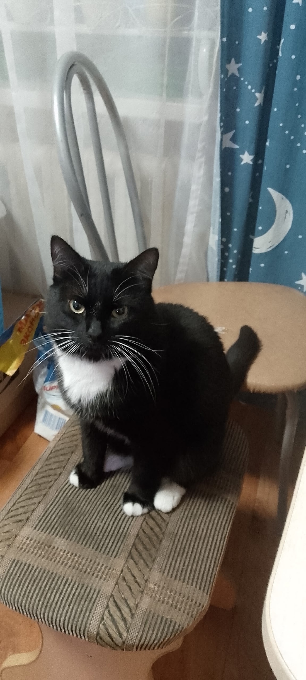 Пропала кошка в Нижнем Тагиле — фото объявления