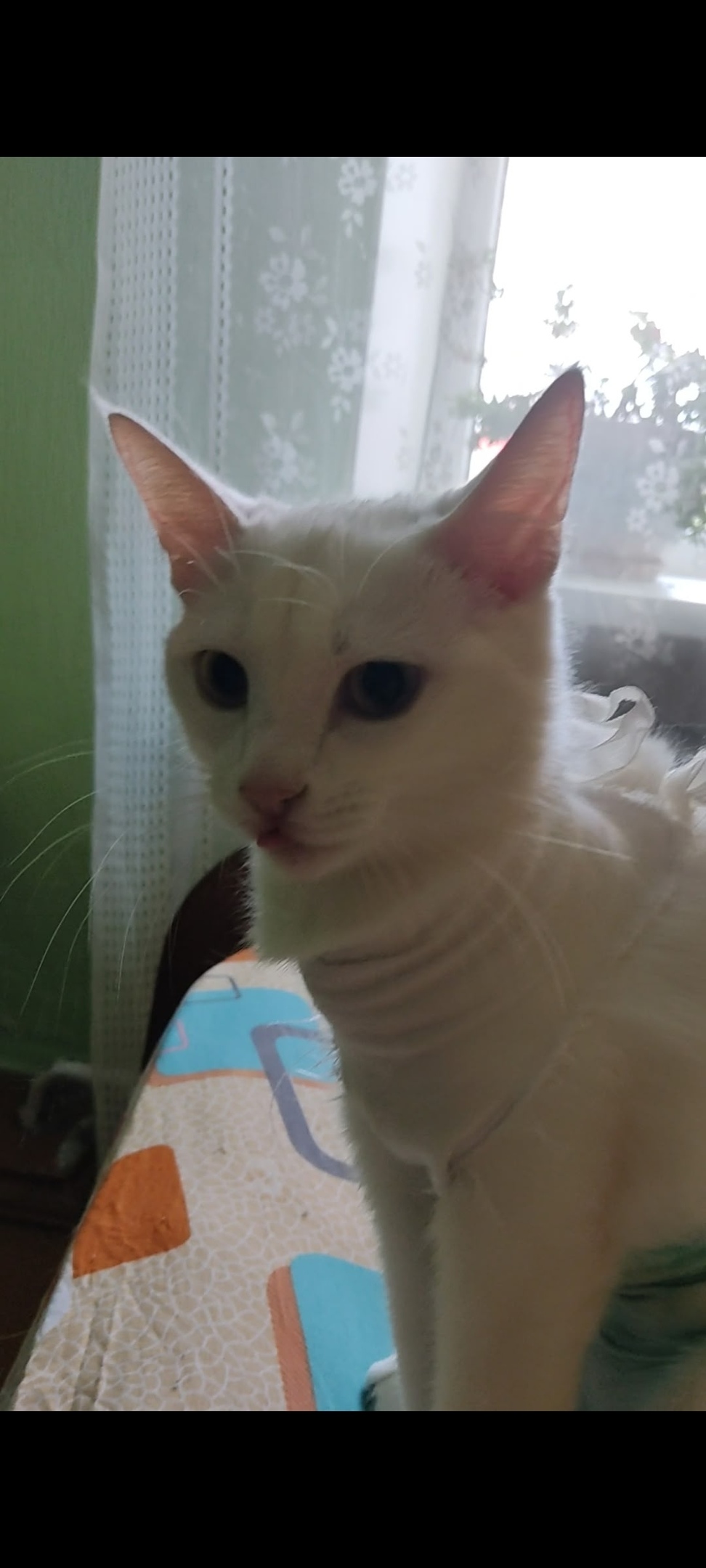 Найдена кошка в Нижнем Тагиле — фото объявления