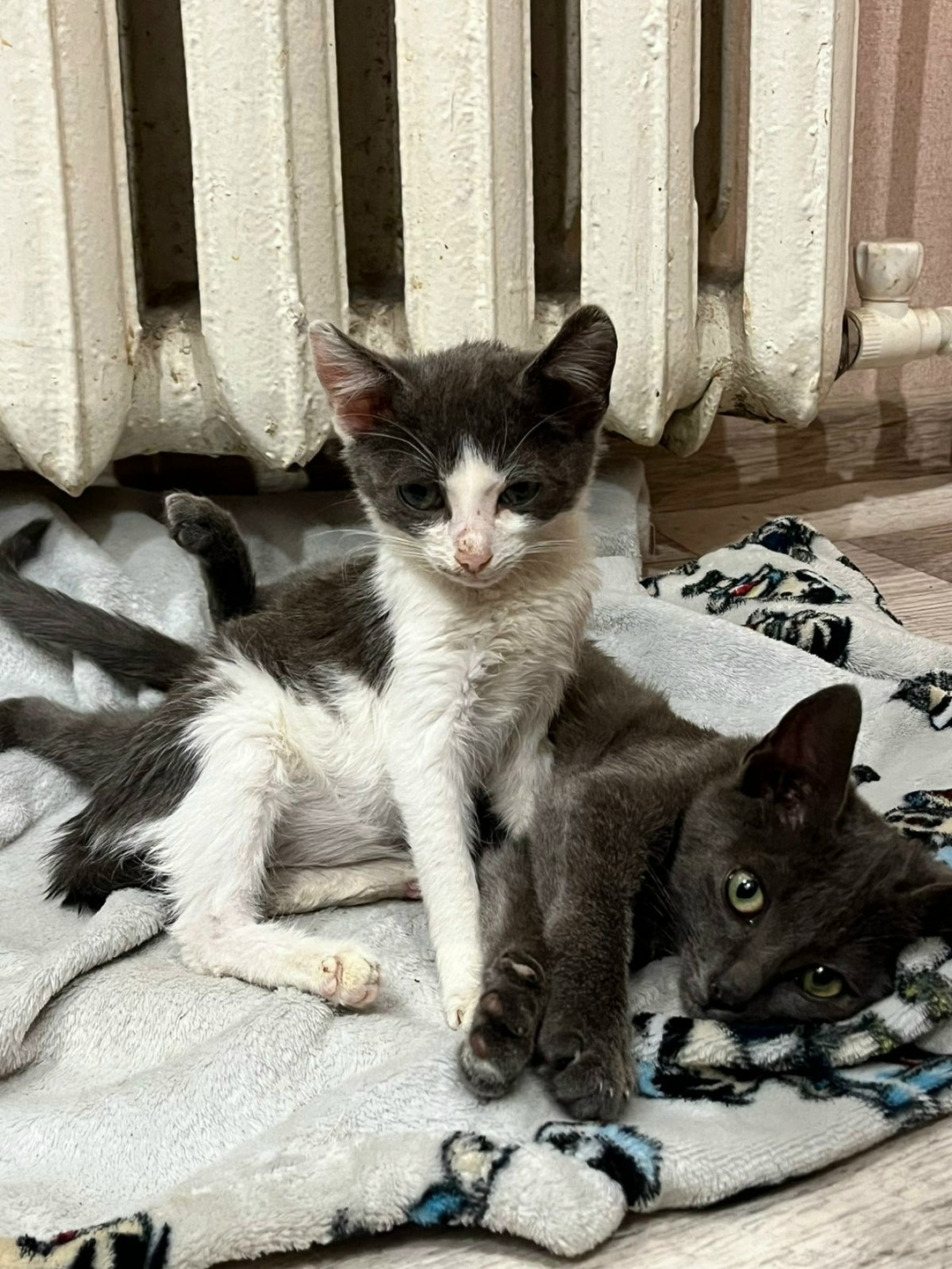 Найдена собака в Волжском — фото объявления