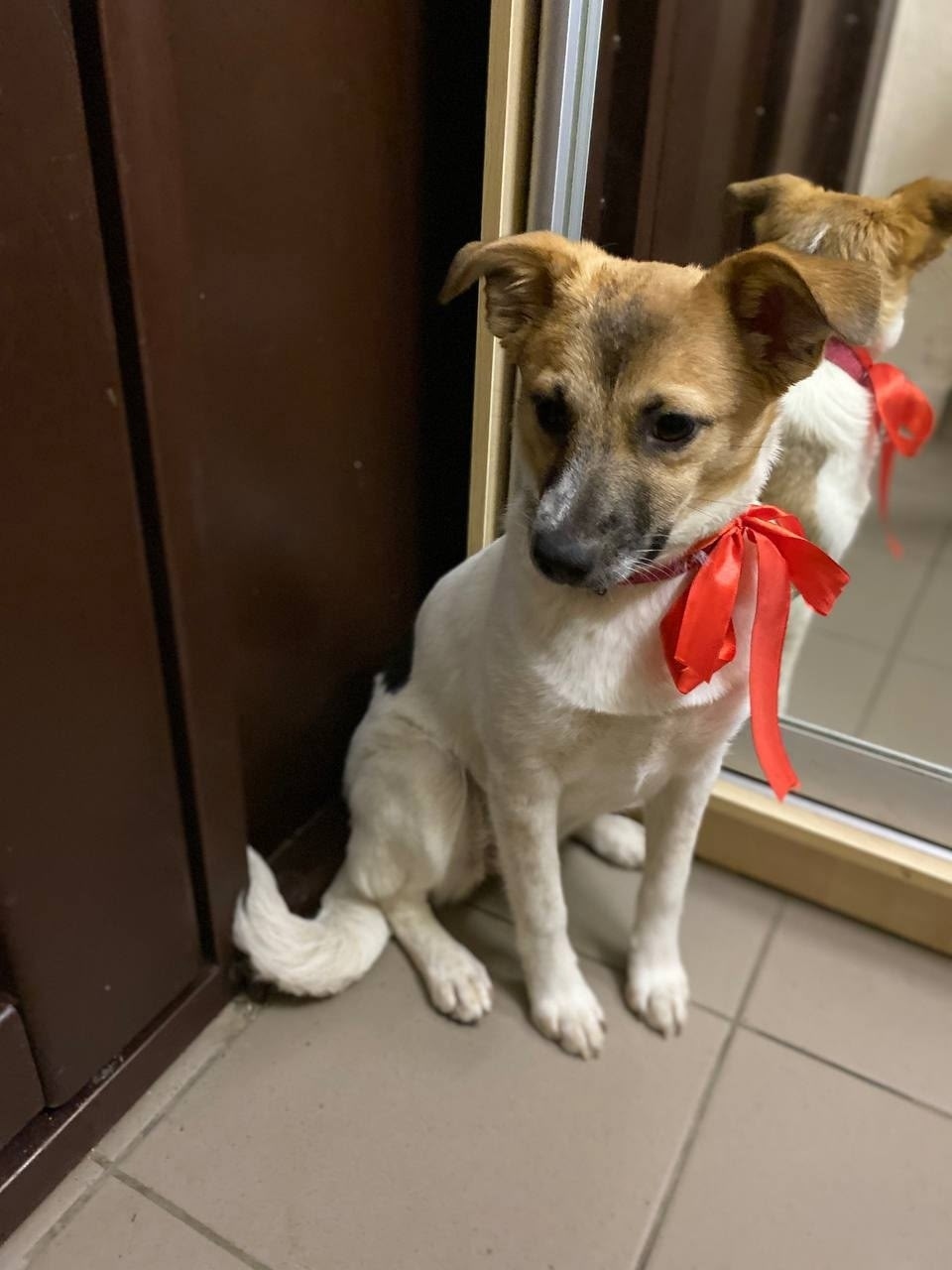 Найдена собака в Волжском — фото объявления