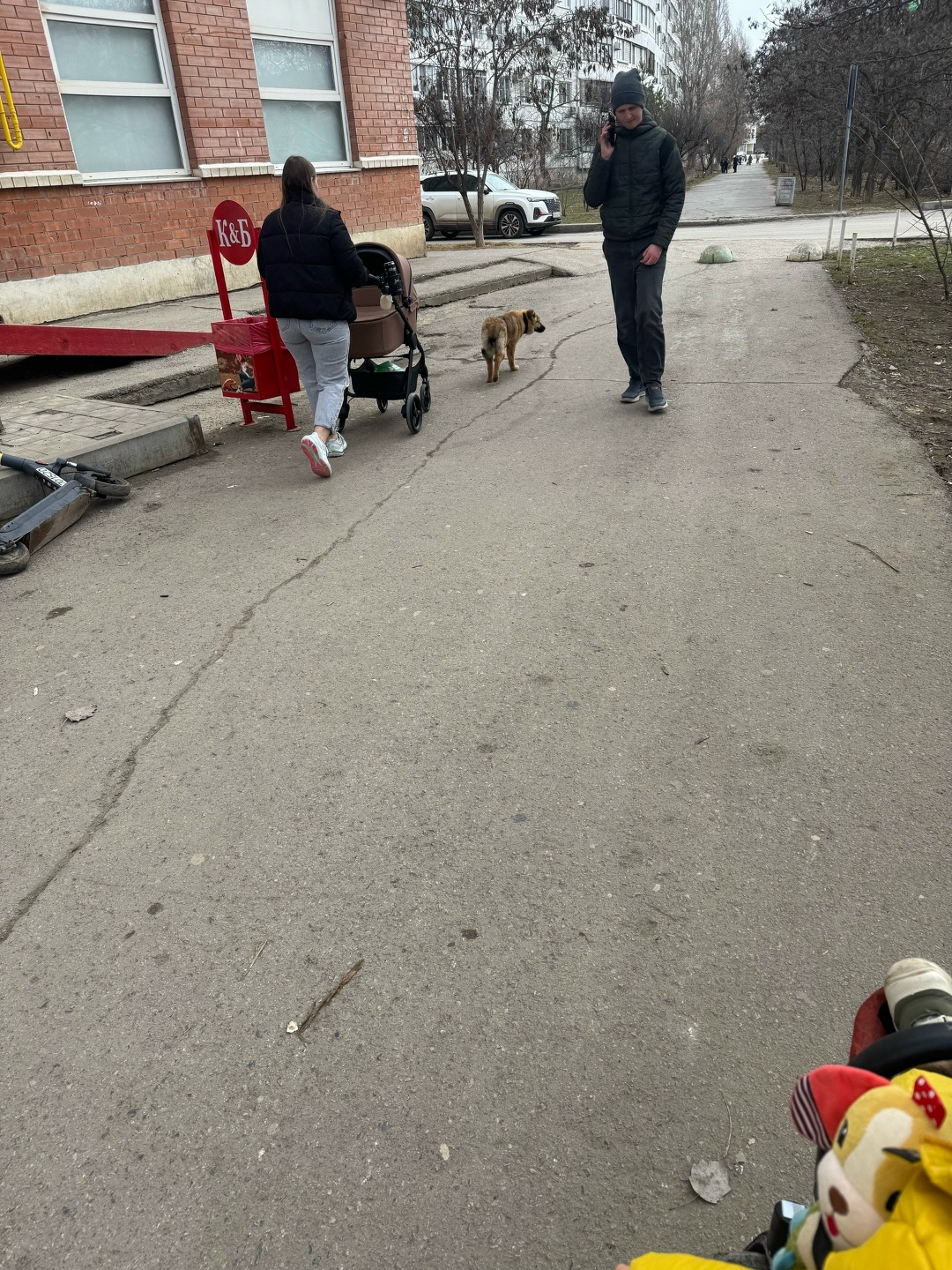 Пропала собака в Волжском — фото объявления
