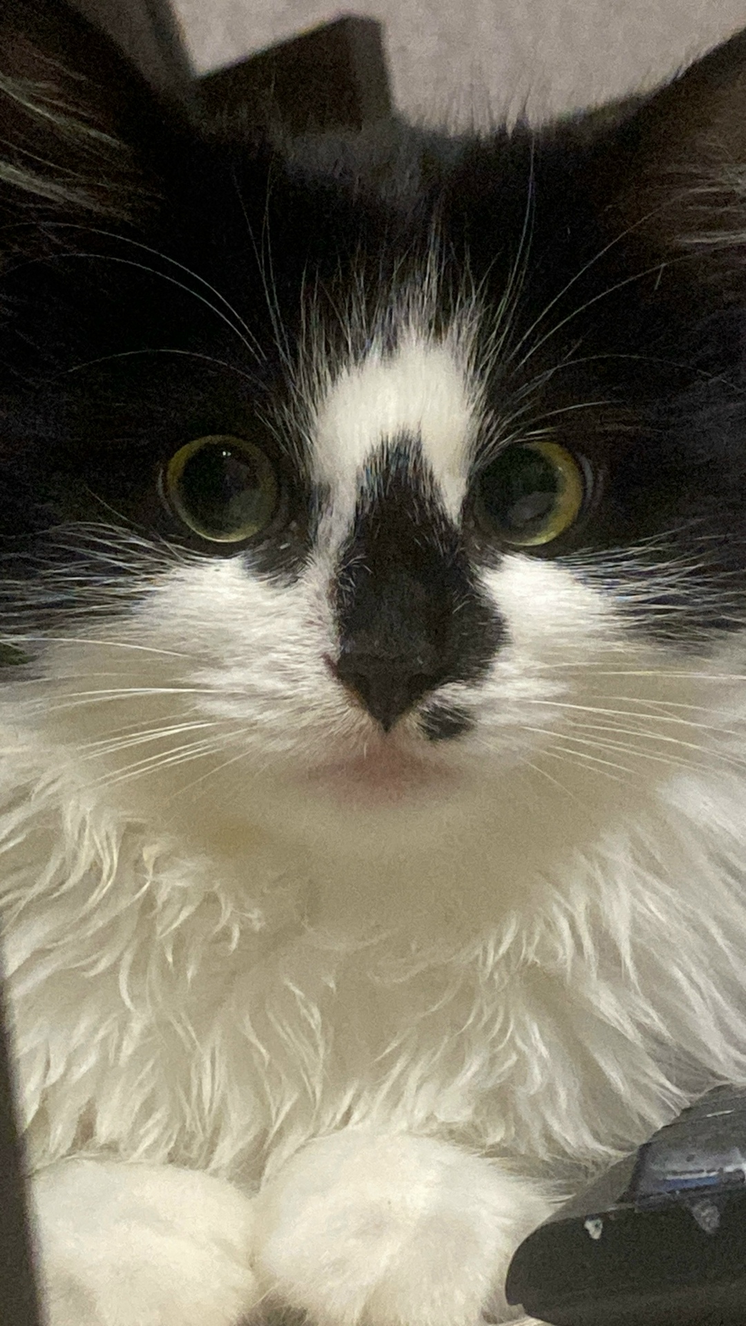 Пропала кошка в Волжском — фото объявления