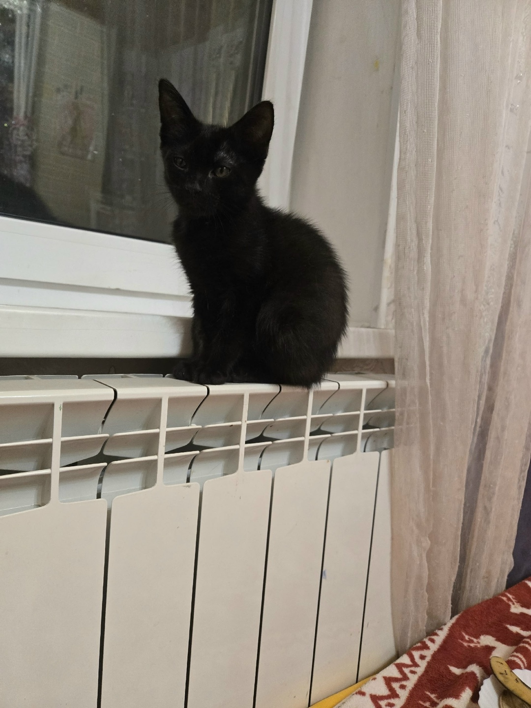 Найдена кошка в Волжском — фото объявления