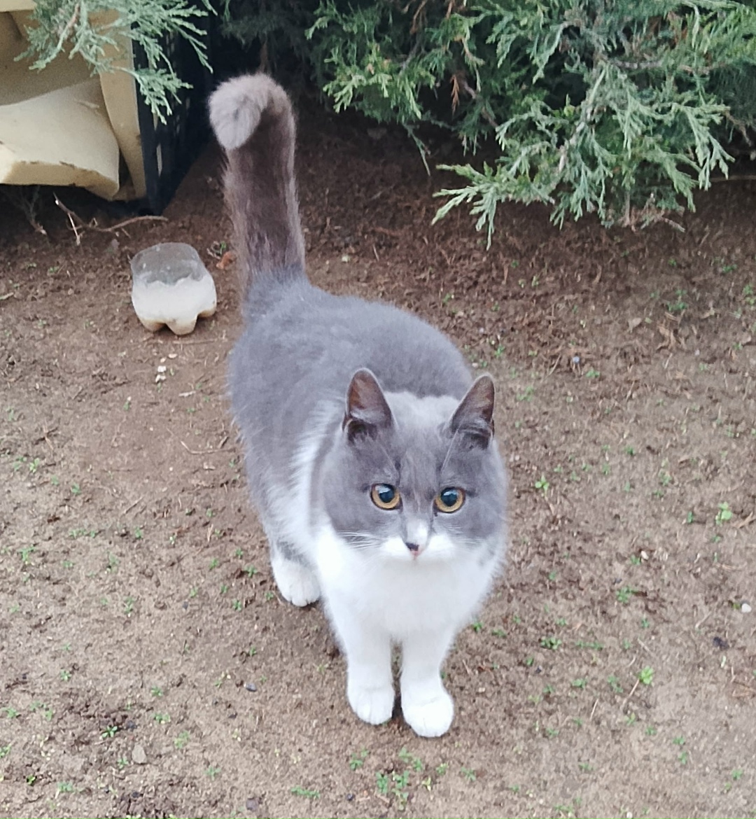 Найдена кошка в Волжском — фото объявления